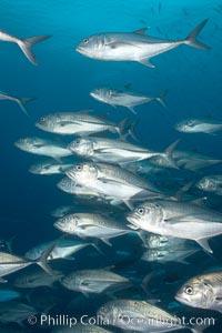 Bigeye trevally jacks, schooling, Caranx sexfasciatus, Darwin Island