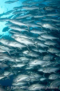 Bigeye trevally jacks, schooling, Caranx sexfasciatus, Darwin Island