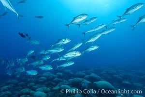 Bigeye Trevally, Bigeye Jacks, Caranx sexfasciatus, Clipperton Island