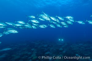 Bigeye Trevally, Bigeye Jacks, Caranx sexfasciatus, Clipperton Island