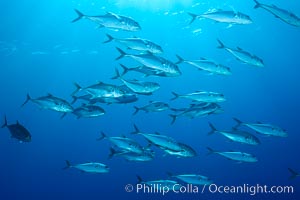 Bigeye Trevally, Bigeye Jacks, Caranx sexfasciatus, Clipperton Island