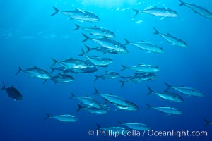 Bigeye Trevally, Bigeye Jacks, Caranx sexfasciatus, Clipperton Island