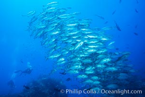 Bigeye Trevally Jacks, Schooling, Fiji, Namena Marine Reserve, Namena Island