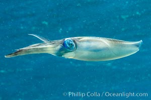 Bigfin reef squid, sepioteuthis lessoniana, Fiji