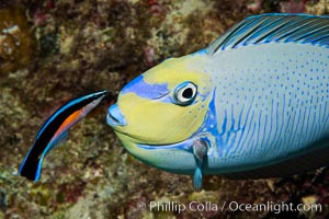 Bignose Unicornfish, Naso vlamingii, being cleaned by a small wrasse, Fiji