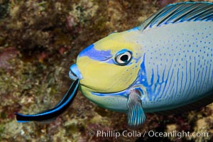 Bignose Unicornfish, Naso vlamingii, being cleaned by a small wrasse, Fiji, Naso vlamingii, Namena Marine Reserve, Namena Island