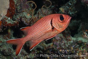 Bigscale Soldierfish, Myripristis berndti, Fiji. Makogai Island, Lomaiviti Archipelago, natural history stock photograph, photo id 31561
