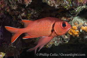 Bigscale Soldierfish, Myripristis berndti, Fiji, Makogai Island, Lomaiviti Archipelago