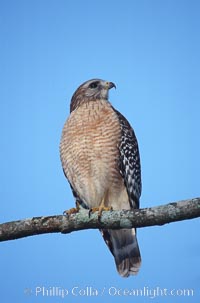 Unidentified bird, Homosassa River