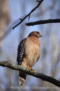 Unidentified bird, Homosassa River