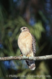 Unidentified bird, Homosassa River