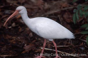 Unidentified bird, Homosassa River