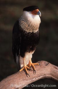 Unidentified bird, Homosassa River