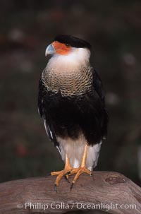 Unidentified bird, Homosassa River