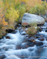 Bishop creek and turning aspens, south fork of Bishop Creek in the eastern Sierra Nevada, Populus tremuloides, Bishop Creek Canyon Sierra Nevada Mountains