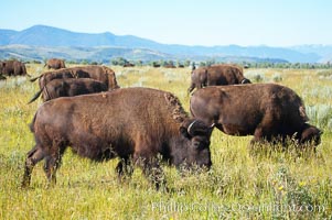 Bison herd, Bison bison, Grand Teton National Park, Wyoming