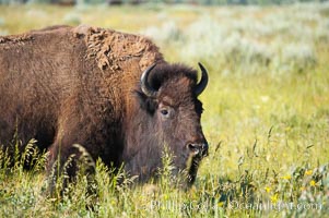 Bison, Bison bison, Grand Teton National Park, Wyoming