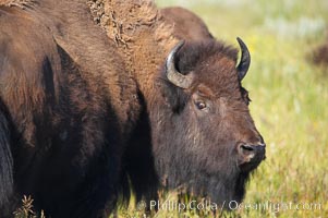 Bison, Bison bison, Grand Teton National Park, Wyoming