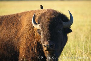 Bison, Bison bison, Grand Teton National Park, Wyoming