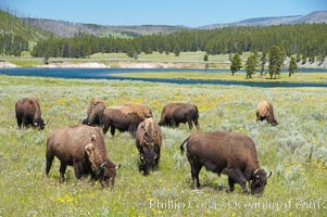 The Hayden herd of bison grazes near the Yellowstone River, Bison bison, Hayden Valley, Yellowstone National Park, Wyoming