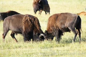 Bison lock horns in a sparring session, Bison bison, Lamar Valley, Yellowstone National Park, Wyoming