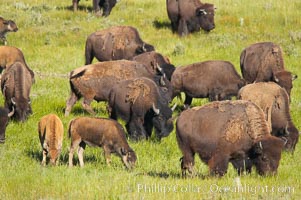 The Lamar herd of bison grazes, a mix of mature adults and young calves, Bison bison, Lamar Valley, Yellowstone National Park, Wyoming