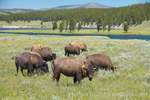 The Hayden herd of bison grazes near the Yellowstone River, Bison bison, Hayden Valley, Yellowstone National Park, Wyoming
