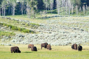 The Lamar herd of bison grazing, Bison bison, Lamar Valley, Yellowstone National Park, Wyoming