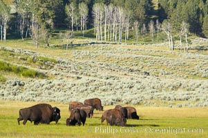 The Lamar herd of bison grazing, Bison bison, Lamar Valley, Yellowstone National Park, Wyoming