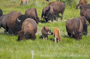 The Lamar herd of bison grazes, a mix of mature adults and young calves, Bison bison, Lamar Valley, Yellowstone National Park, Wyoming