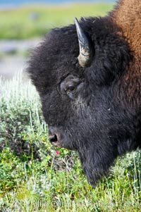 The bisons massive head is its most characteristic feature. Its forehead bulges because of its convex-shaped frontal bone. Its shoulder hump, dwindling bowlike to the haunches, is supported by unusually long spinal vertebrae. Over powerful neck and shoulder muscles grows a great shaggy coat of curly brown fur, and over the head, like an immense hood, grows a shock of black hair. Its forequarters are higher and much heavier than its haunches. A mature bull stands about 6 1/2 feet (2 meters) at the shoulder and weighs more than 2,000 pounds (900 kilograms). The bisons horns are short and black. In the male they are thick at the base and taper abruptly to sharp points as they curve outward and upward; the females horns are more slender, Bison bison, Yellowstone National Park, Wyoming