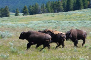 Juvenile bison running, Bison bison, Hayden Valley, Yellowstone National Park, Wyoming