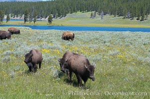 The Hayden herd of bison grazes near the Yellowstone River, Bison bison, Hayden Valley, Yellowstone National Park, Wyoming