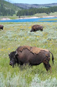 The Hayden herd of bison grazes near the Yellowstone River, Bison bison, Hayden Valley, Yellowstone National Park, Wyoming