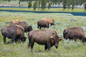 The Hayden herd of bison grazes near the Yellowstone River, Bison bison, Hayden Valley, Yellowstone National Park, Wyoming
