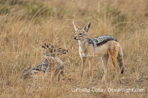 Black-Backed Jackal Adult and Kits, Canis mesomelas, Greater Masai Mara, Kenya, Canis mesomelas, Mara North Conservancy