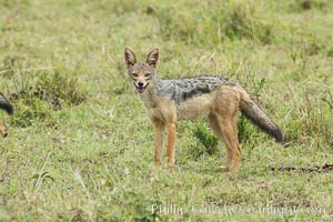 Black-backed jackal, Maasai Mara, Kenya, Canis mesomelas, Maasai Mara National Reserve