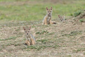 Black-backed jackal pups, Maasai Mara, Kenya, Canis mesomelas, Olare Orok Conservancy