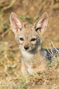 Black-backed jackal pup, Maasai Mara, Kenya, Canis mesomelas, Olare Orok Conservancy