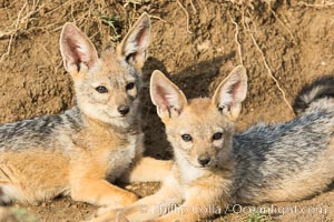 Black-backed jackal pups, Maasai Mara, Kenya