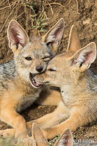 Black-backed jackal pups, Maasai Mara, Kenya, Canis mesomelas, Olare Orok Conservancy