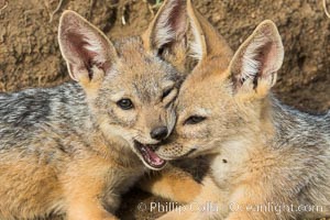 Black-backed jackal pups, Maasai Mara, Kenya, Canis mesomelas, Olare Orok Conservancy