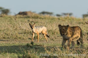Black-backed jackal watches lion cub, Olare Orok Conservancy, Kenya, Canis mesomelas