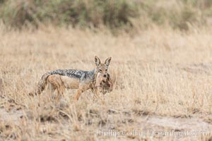 Black-backed jackat with prey, Canis mesomelas, Amboseli National Park