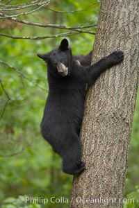 Black bear in a tree.  Black bears are expert tree climbers and will ascend trees if they sense danger or the approach of larger bears, to seek a place to rest, or to get a view of their surroundings, Ursus americanus, Orr, Minnesota