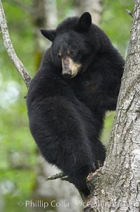 Black bear in a tree.  Black bears are expert tree climbers and will ascend trees if they sense danger or the approach of larger bears, to seek a place to rest, or to get a view of their surroundings, Ursus americanus, Orr, Minnesota