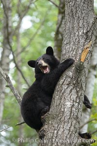 Black bear in a tree.  Black bears are expert tree climbers and will ascend trees if they sense danger or the approach of larger bears, to seek a place to rest, or to get a view of their surroundings, Ursus americanus, Orr, Minnesota