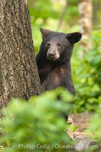 Black bears are expert tree climbers, and are often seen leaning on trees or climbing a little ways up simply to get a better look around their surroundings, Ursus americanus, Orr, Minnesota