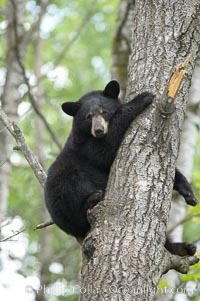 Black bear in a tree.  Black bears are expert tree climbers and will ascend trees if they sense danger or the approach of larger bears, to seek a place to rest, or to get a view of their surroundings, Ursus americanus, Orr, Minnesota