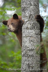 Black bear in a tree.  Black bears are expert tree climbers and will ascend trees if they sense danger or the approach of larger bears, to seek a place to rest, or to get a view of their surroundings, Ursus americanus, Orr, Minnesota